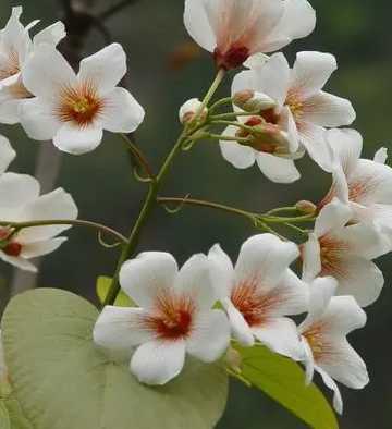 桐子什么季节开花?