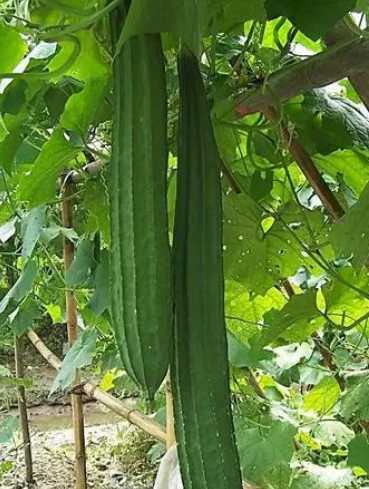 丝瓜开花的季节是什么季节？
