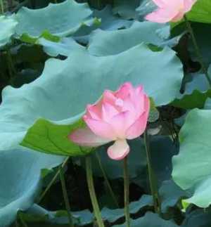 沈阳荷花什么季节开花？