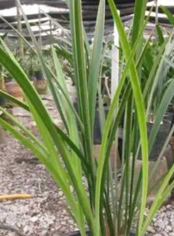 金针兰花什么季节开花？