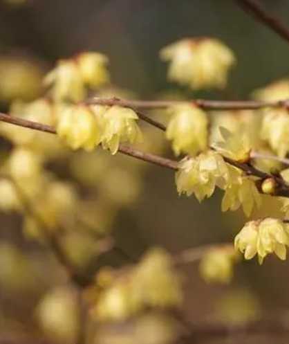 蜡梅开花什么季节？