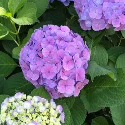 紫阳花开什么季节开花？