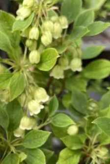 吊钟什么季节发芽开花?