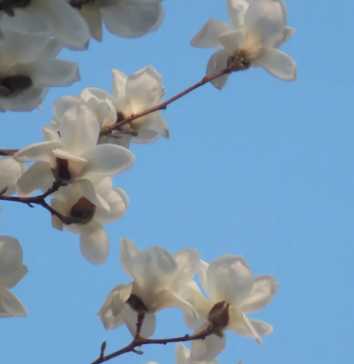 什么季节可以开花最好?