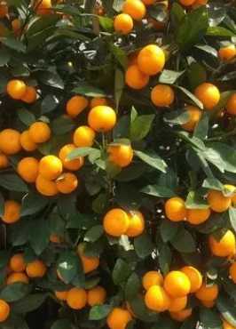 橘子树什么季节开花？