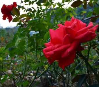 玫瑰在什么季节会开花？