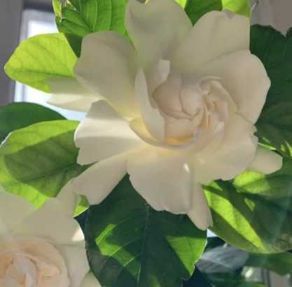 捡到开花的花是什么季节？