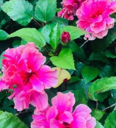 凤尾蝶什么季节开花?