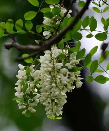 巴黎香水什么季节开花？