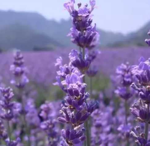 熏衣草花什么季节开花？
