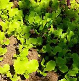 青葵什么季节开花？