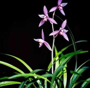 建兰是什么季节开花？