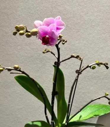 瑜伽馆的室内适合养什么花