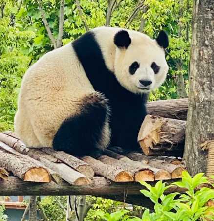 我国珍稀动物