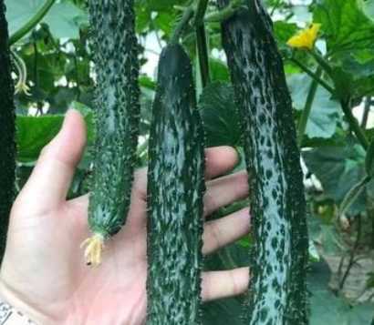 河南适合种什么黄瓜