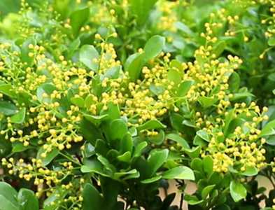 米兰花怎么养殖呢