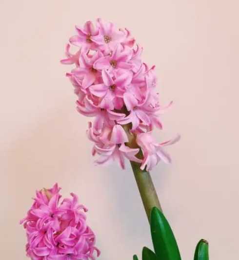 风信子花怎么种植方法