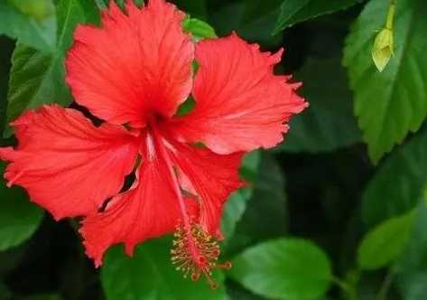 扶桑花浇水方法