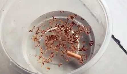 烟叶泡水能浇花杀虫吗