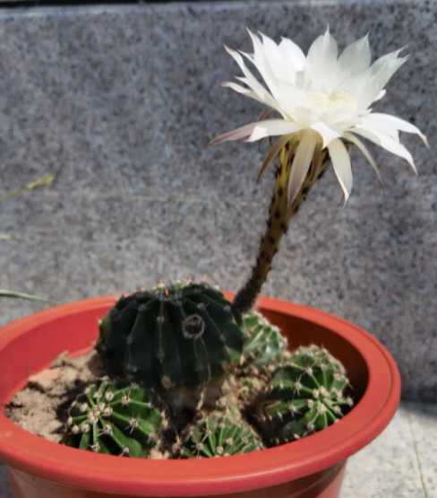 仙人球养几年才能开花