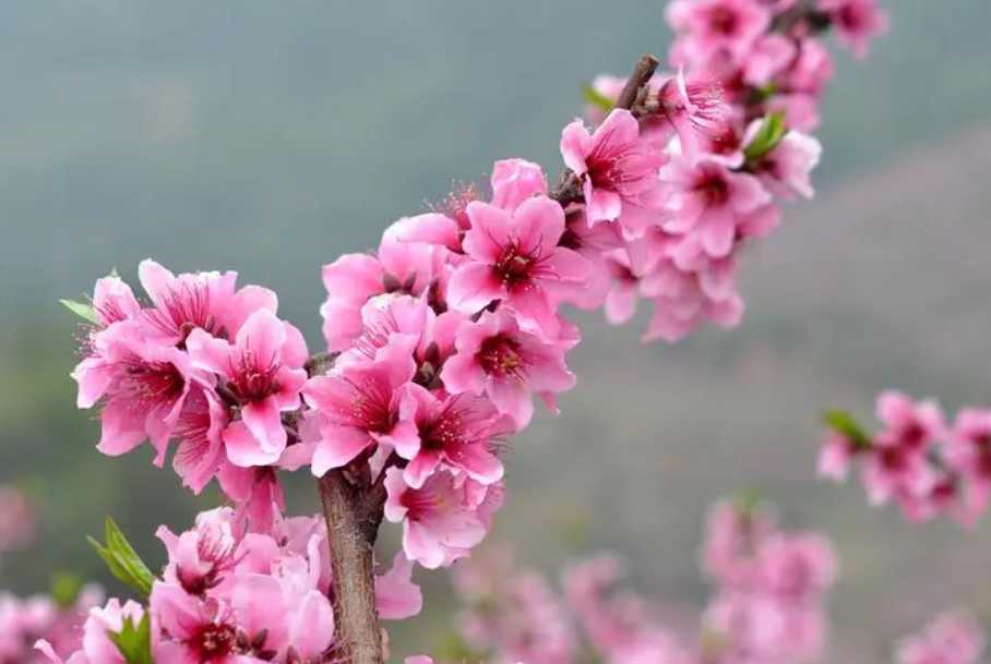桃花.png