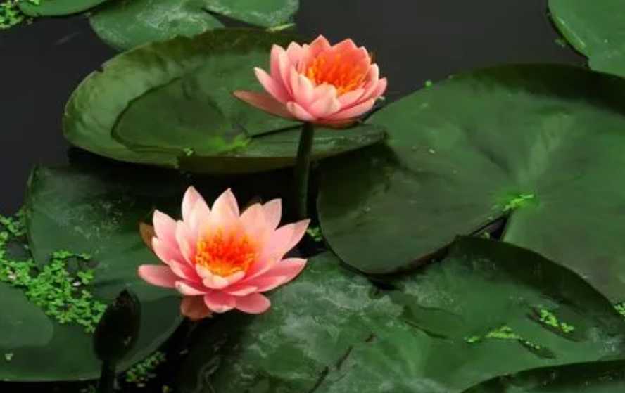 水莲花.png