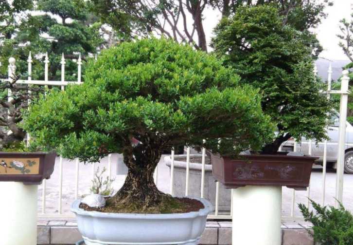 黄杨树.png