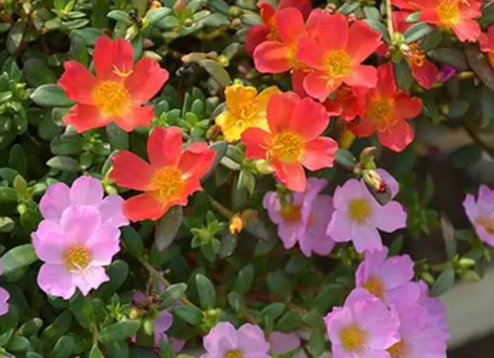 树马齿苋花.png